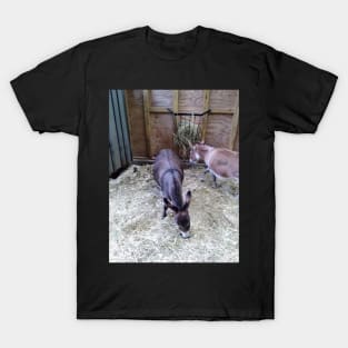 donkeys T-shirt T-Shirt